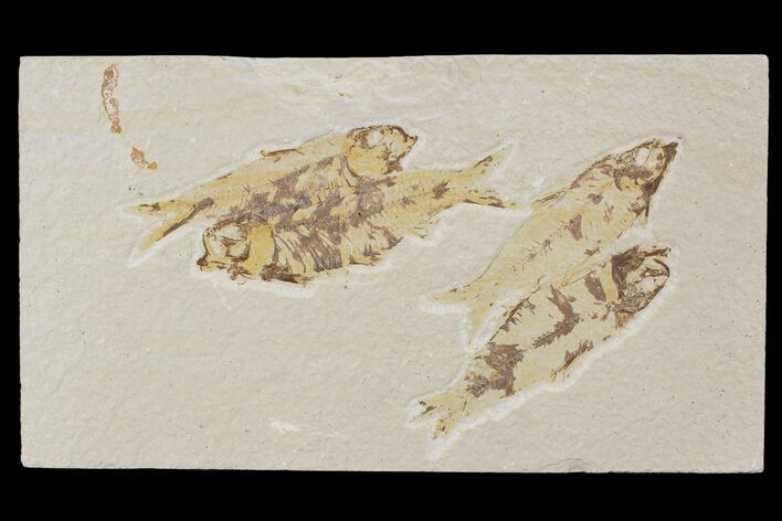 Four Knightia Fossil Fish - Green River Formation, Wyoming #88537